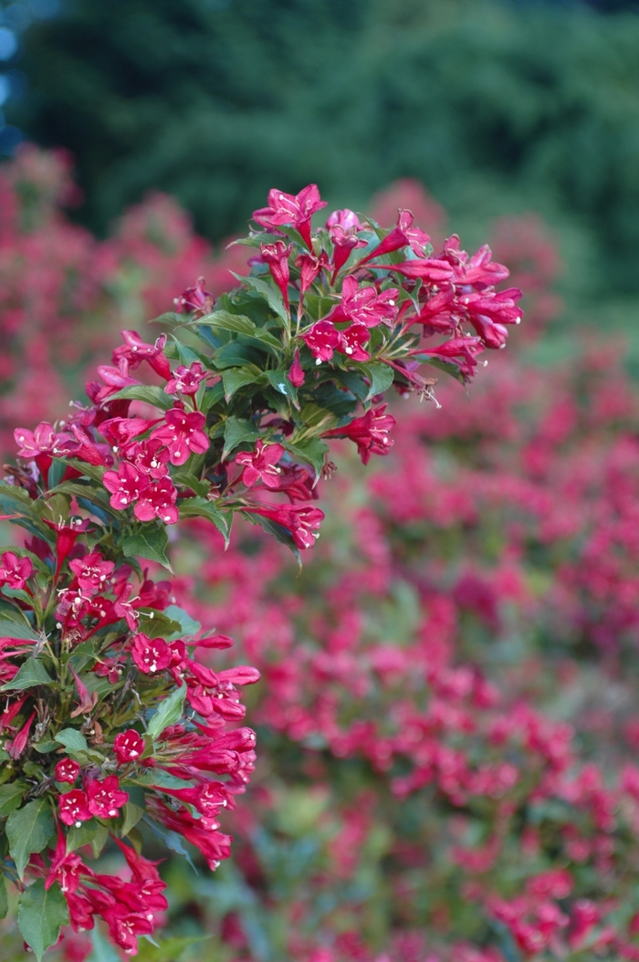 Red Prince Weigela (3 Gallon) - Weigela florida 'Red Prince' from Berwyn Plants