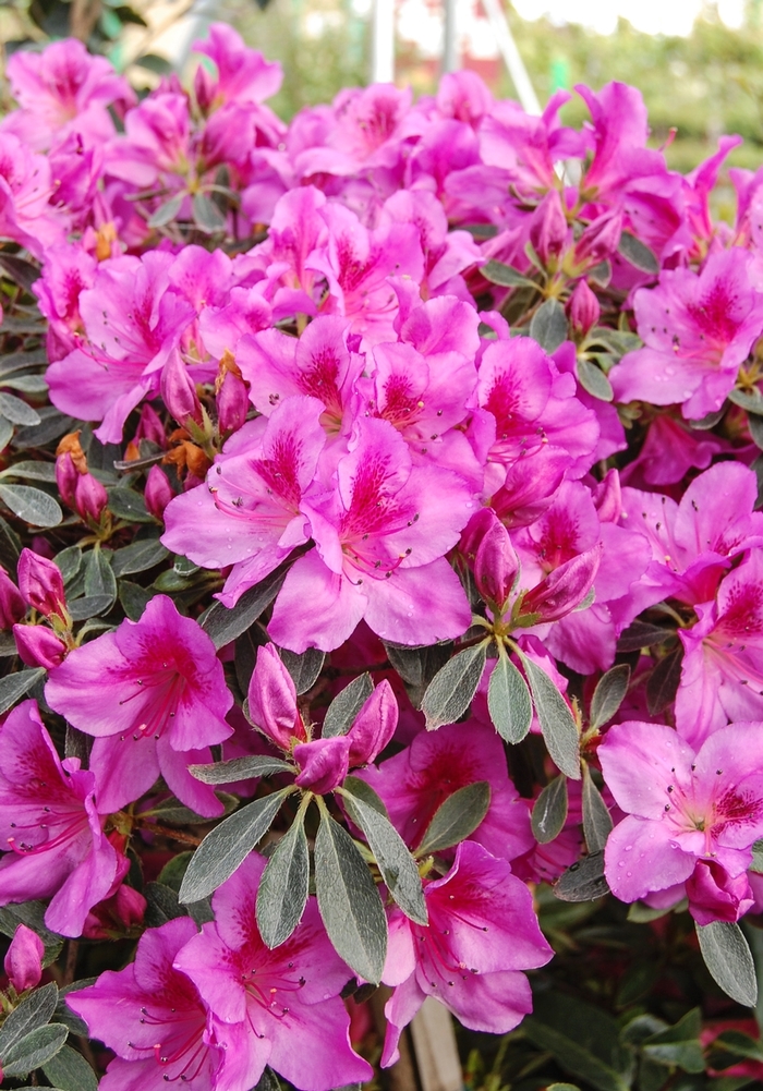 Formosa Purple Azalea - Rhododendron Southern Indica hybrid from Berwyn Plants