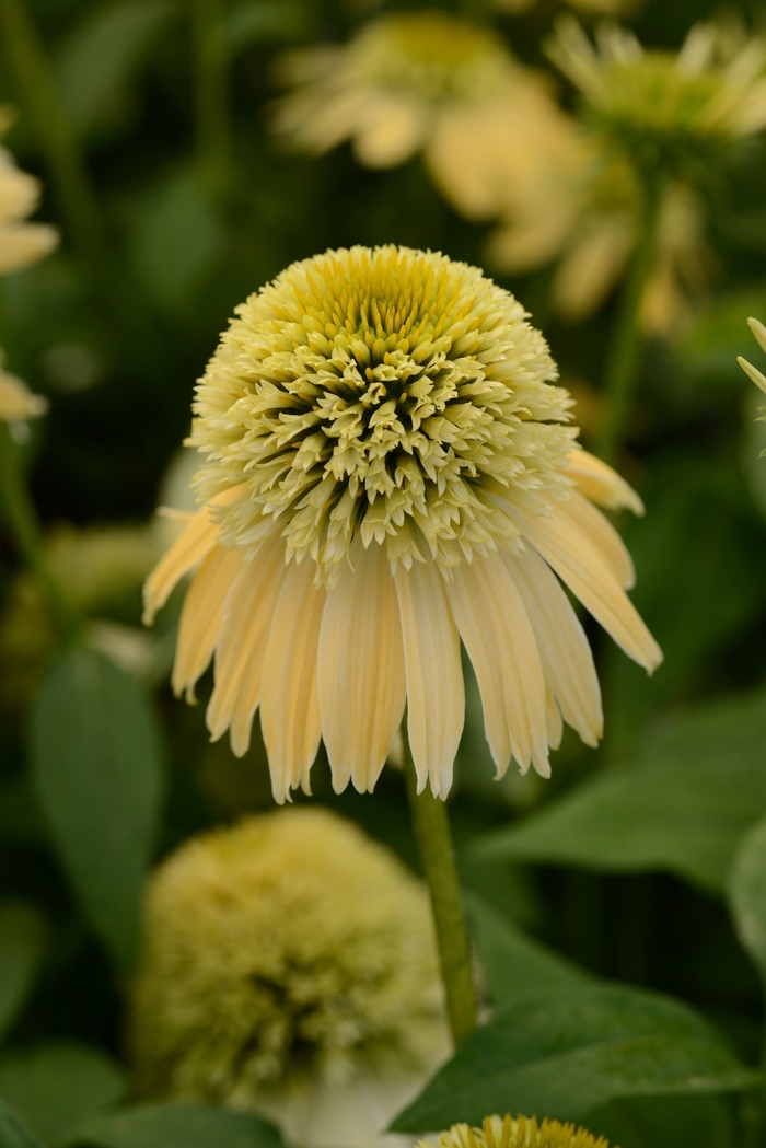 Double Scoop™ Lemon Cream Coneflower - Echinacea purpurea from Berwyn Plants
