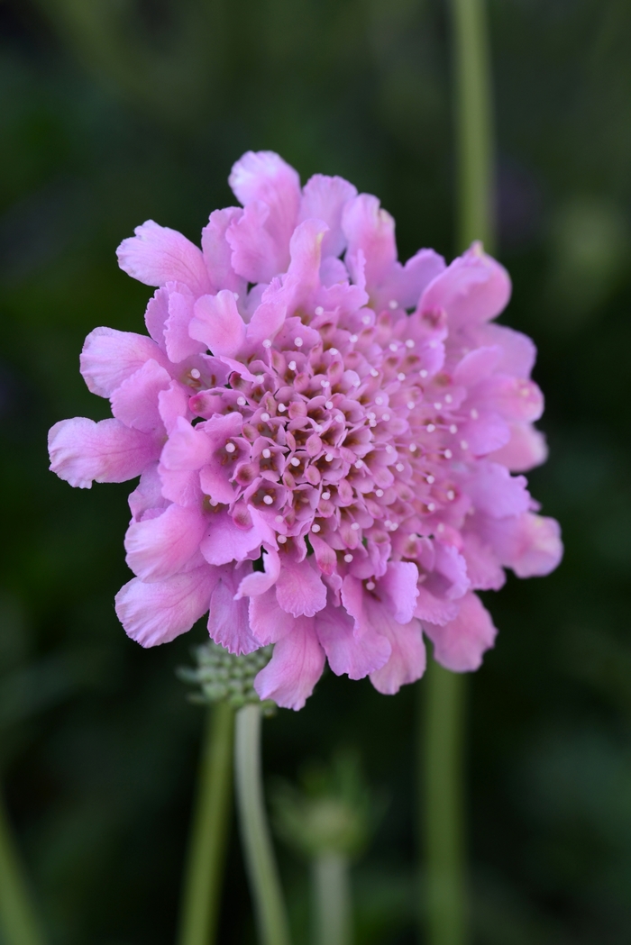 Flutter&trade; Rose Pink Pincushion - Scabiosa columbaria 'Balfluttropi' from Berwyn Plants