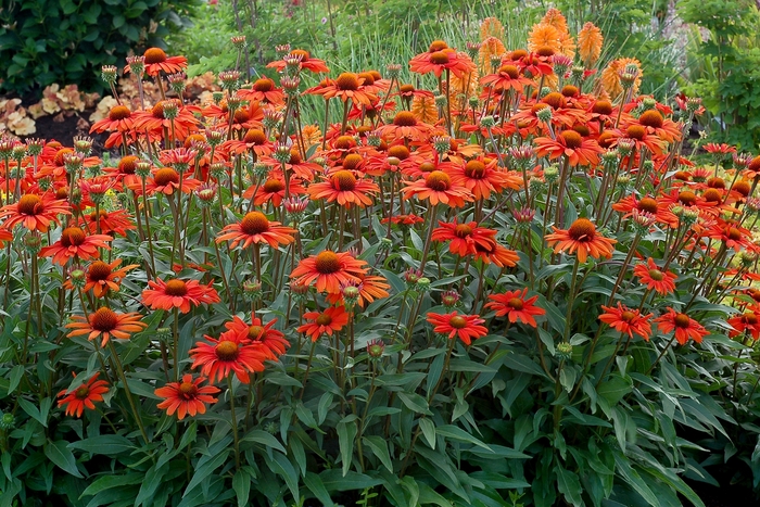 Kismet® Intense Orange Coneflower - Echinacea purpurea from Berwyn Plants