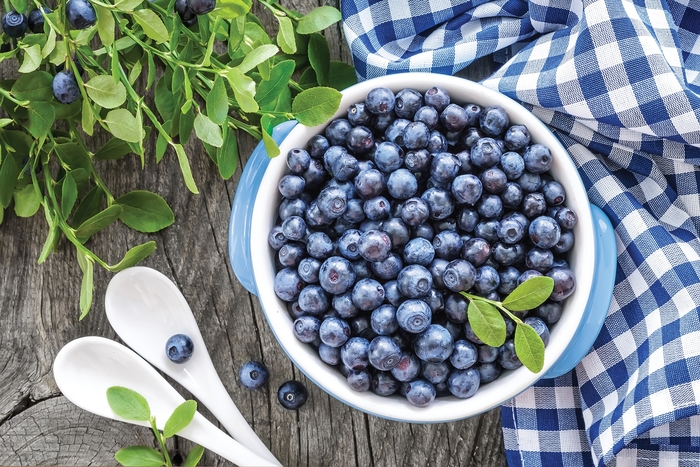 Sunshine Blue Blueberry - Vaccinium angustifolium from Berwyn Plants