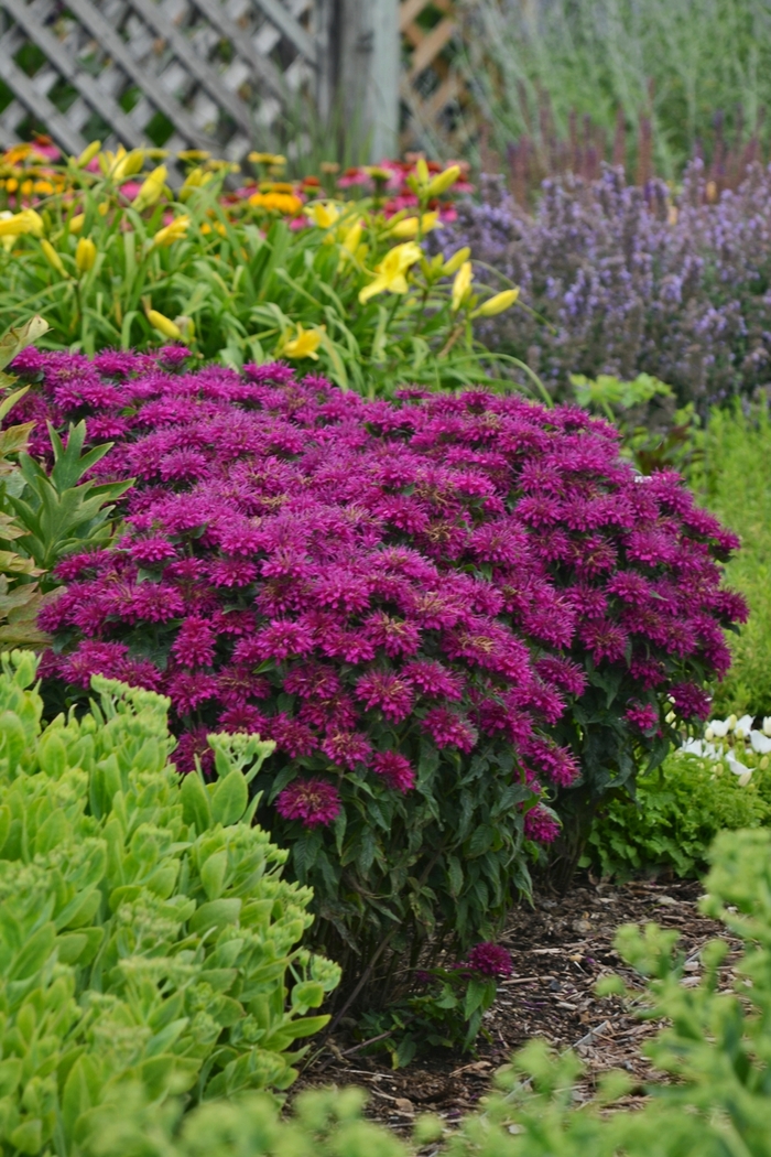 Sugar Buzz&reg; Grape Gumball Bee Balm - Monarda didyma 'Grape Gumball' from Berwyn Plants