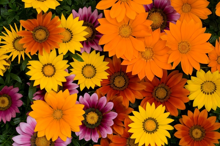 New Day&reg; Bright Gazania Mix - Gazania rigens from Berwyn Plants