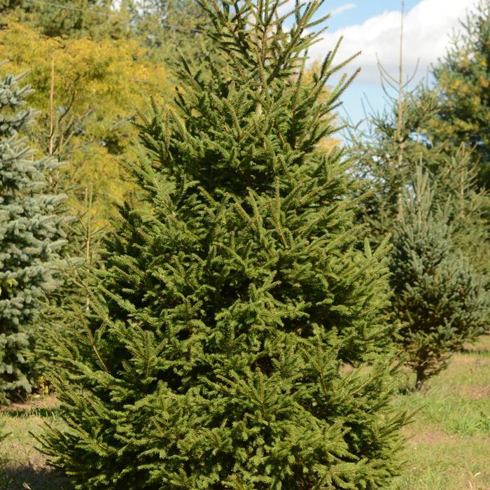 Norway Spruce 2.25G - Picea abies from Berwyn Plants