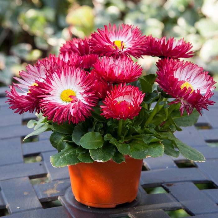 Bellis - Bellis perennis from Berwyn Plants