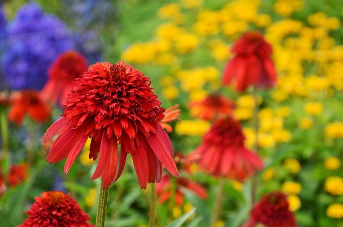 Cone-fection&trade; Hot Papaya Coneflower - Echinacea hybrid from Berwyn Plants