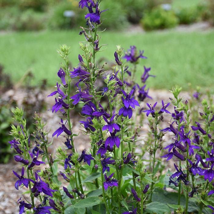 Starship&trade; Blue Cardinal Flower - Lobelia x speciosa from Berwyn Plants