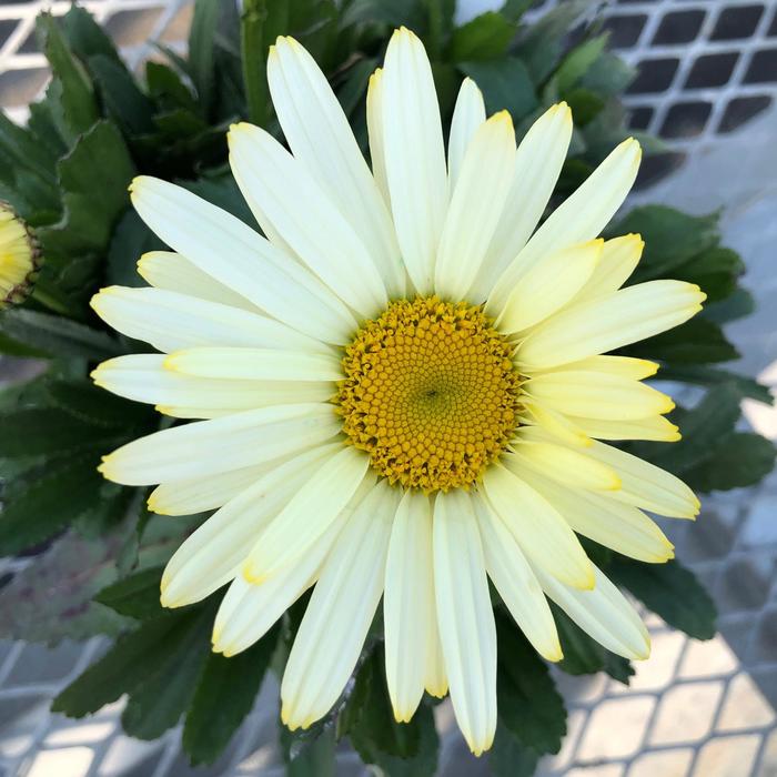 Western Star&trade; Gemini Shasta Daisy - Leucanthemum x superbum 'Gemini' from Berwyn Plants