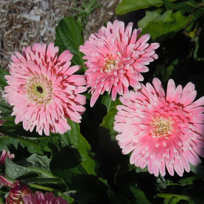 Garvinea&reg; Majestic Light Pink Gerbera - Gerbera jamesonii from Berwyn Plants