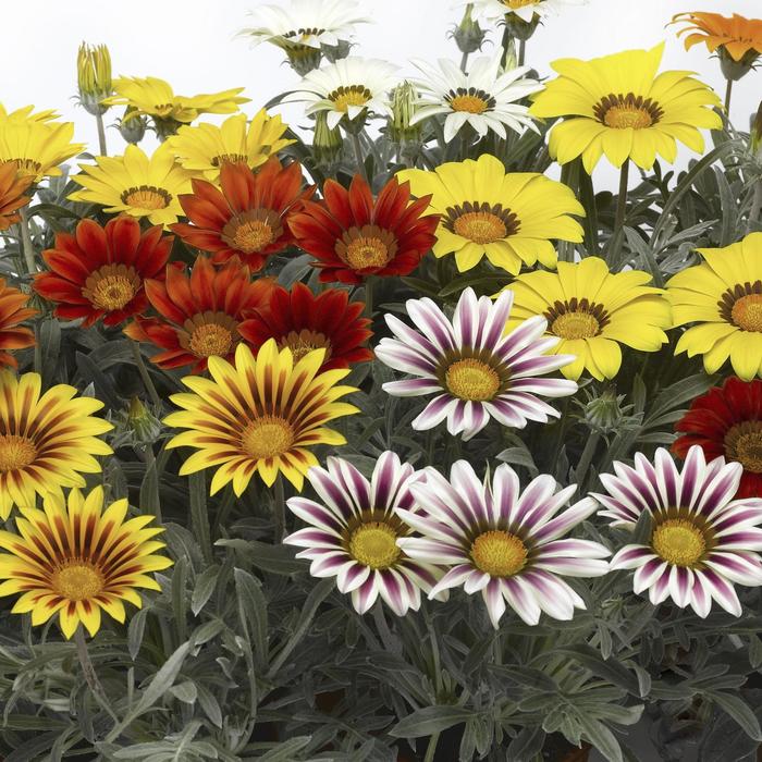 Frosty Kiss&trade; Gazania Mix - Gazania rigens from Berwyn Plants