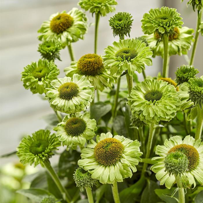 SunSeekers Apple Green Coneflower - Echinacea hybrid from Berwyn Plants