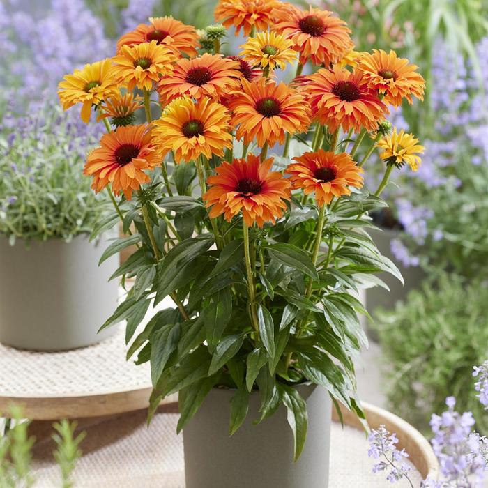 SunSeekers® Mineola Coneflower - Echinacea x 'IFECSSMIN' from Berwyn Plants