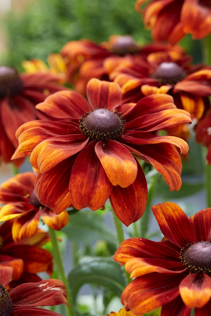 SmileyZ® Glowing Black Eyed Susan - Rudbeckia x 'Rudht9' from Berwyn Plants