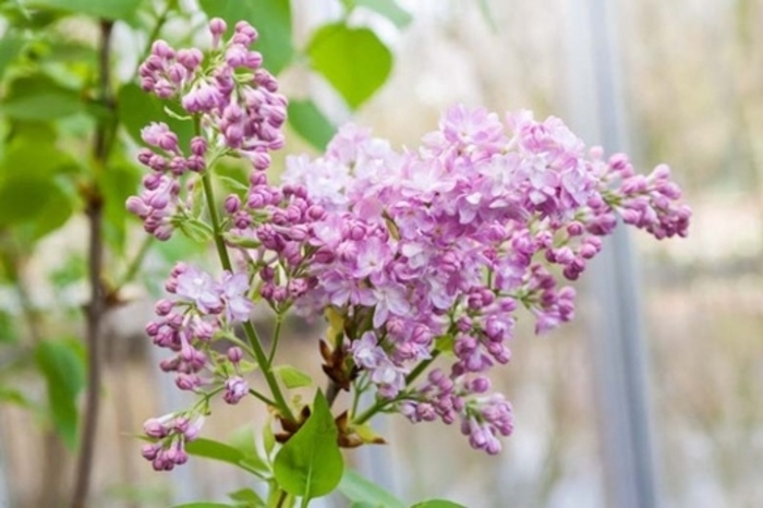 Katherine Havemeyer Lilac - Syringa vulgaris 'Katherine Havemeyer' from Berwyn Plants