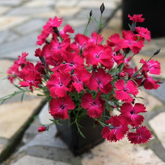 Vivid&trade; Cherry Charm Dianthus - Dianthus gratianopolitanus 'A12228-0' from Berwyn Plants