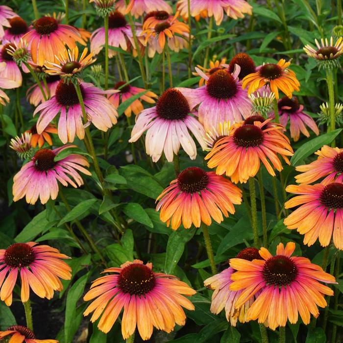 Butterfly&trade; Rainbow Marcella Coneflower - Echinacea hybrid from Berwyn Plants