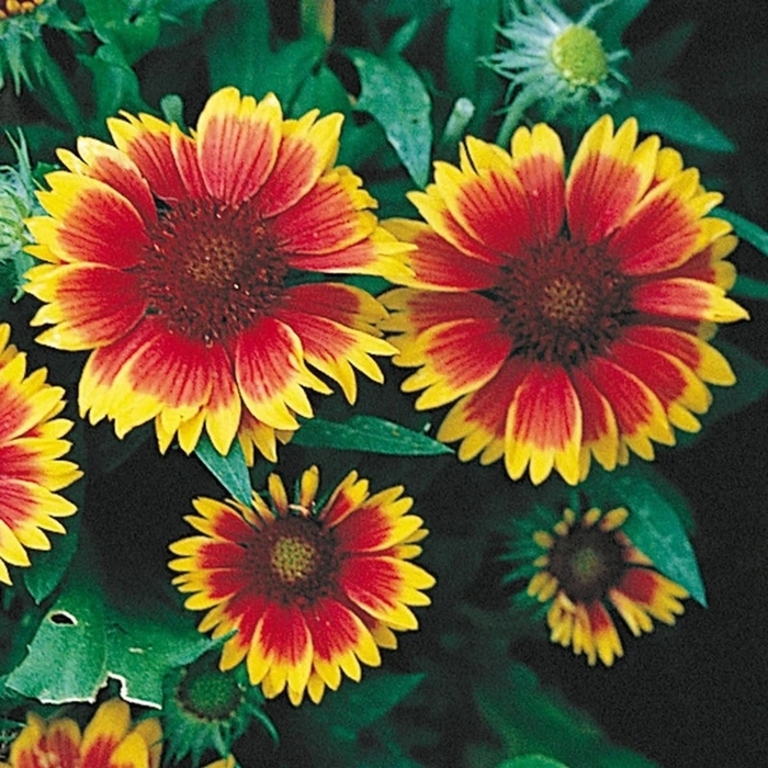 Goblin Blanket Flower - Gaillardia x grandiflora from Berwyn Plants