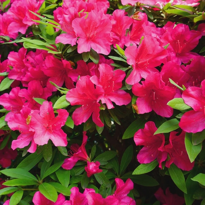 Formosa Red Azalea - Rhododendron Southern Indica hybrid from Berwyn Plants