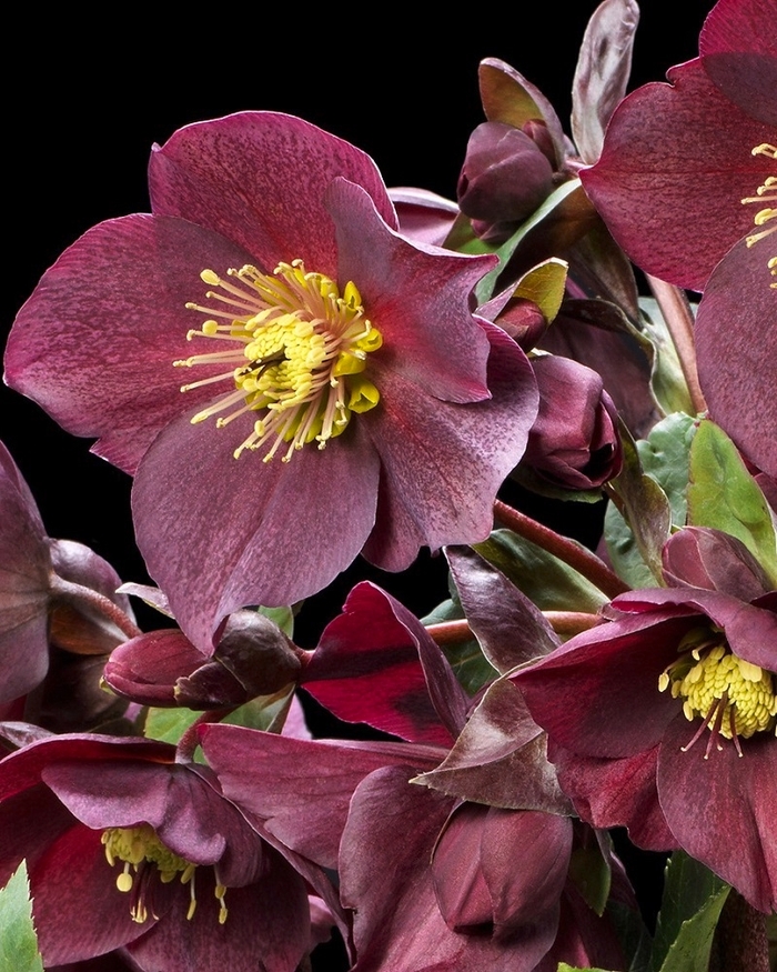 HGC&reg; Ice N' Roses® Red Hellebore - Helleborus ''COSEH 4100'' from Berwyn Plants