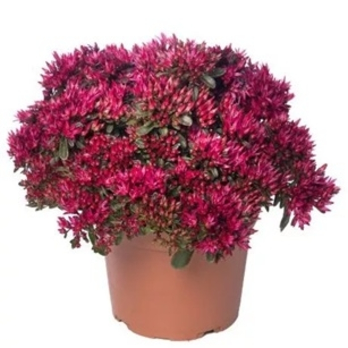 Spot On&trade; Red Sedum - Sedum spurium from Berwyn Plants