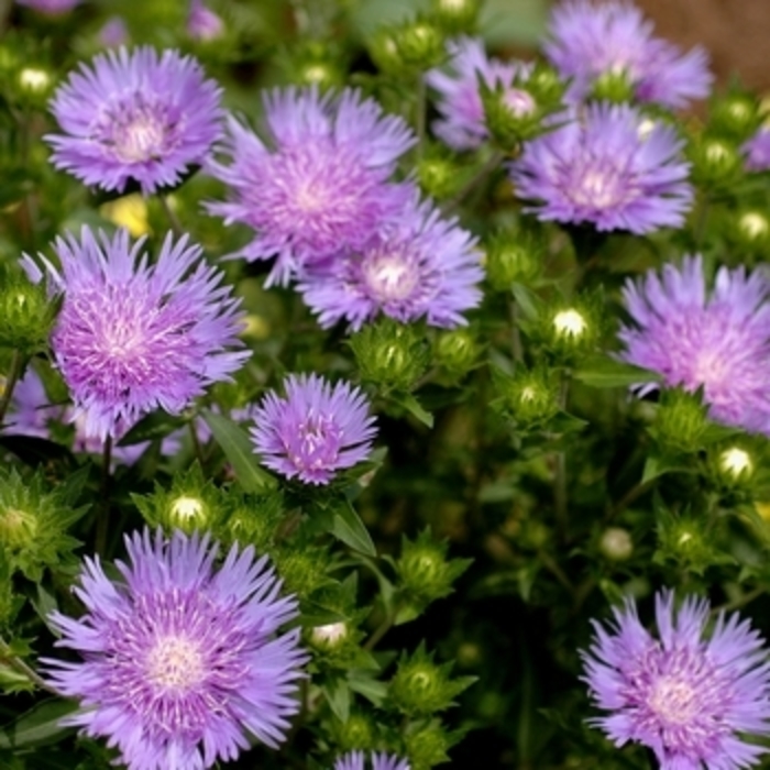 Peachie's Pick Stokes' Aster - Stokesia laevis 'Peachie's Pick' from Berwyn Plants